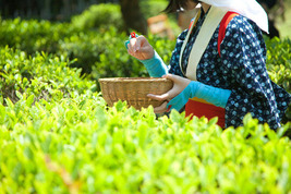 茶摘み