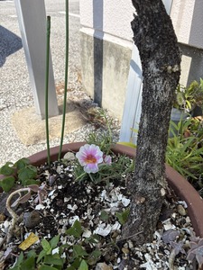 何て花？🌸