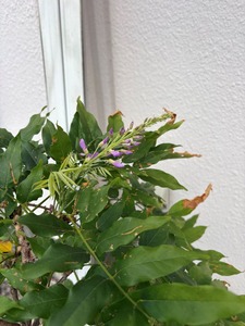 藤の花