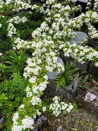 ピラカンサスの花