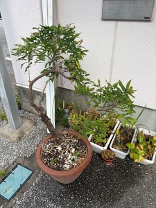 藤