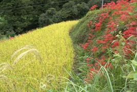 稲田と彼岸花
