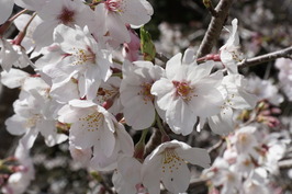 桜