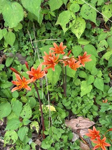 キツネノカミソリ花