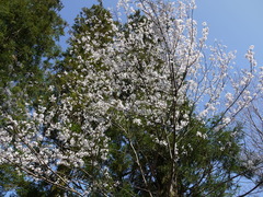 山桜