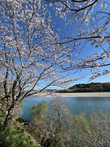 仁淀川と桜