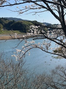 仁淀川と桜