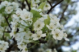 梨の花