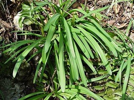 キツネノカミソリ葉