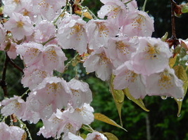 雨に濡れた桜