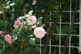 よしうみバラ公園