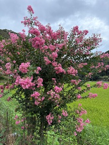 百日紅