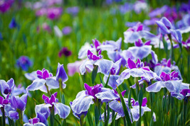 菖蒲