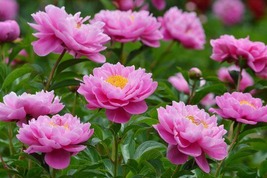 芍薬