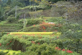稲田と彼岸花