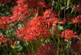 彼岸花
