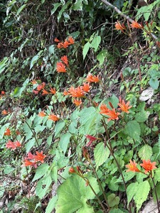 キツネノカミソリ花