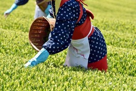 茶摘み