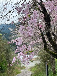 枝垂れサクラ