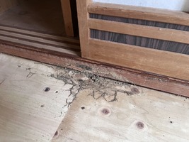 白蟻被害
