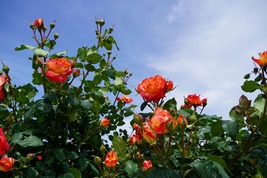 よしうみバラ公園