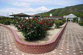 よしうみバラ公園