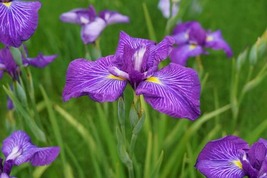 菖蒲
