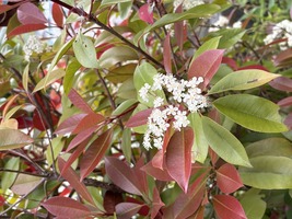 レッドロビンの花