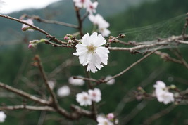 十月桜？