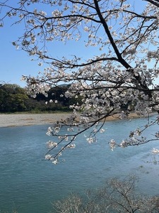 仁淀川と桜