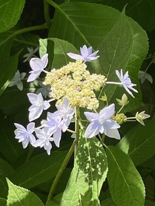 紫陽花