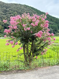 百日紅