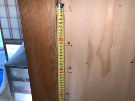 ビスピッチ