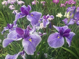 菖蒲