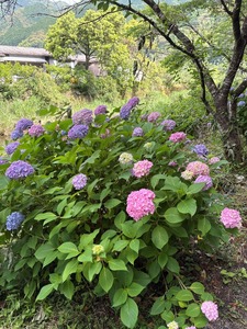 アジサイ3