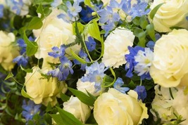 芍薬