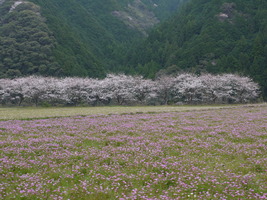 レンゲと桜