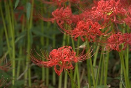彼岸花