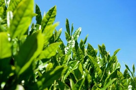 新茶