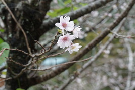十月桜？