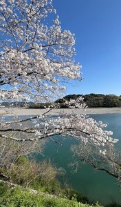 仁淀川と桜