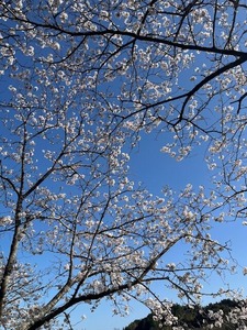 青空と桜