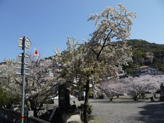 桜