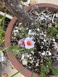 何て花？🌸