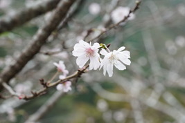 十月桜？