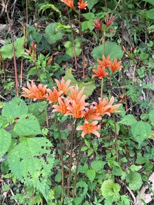 キツネノカミソリ花