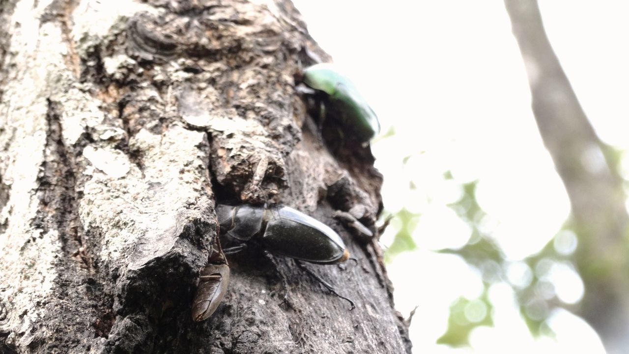 ミヤマクワガタ ２０１４ 土佐料理 旬の鰹がゆく