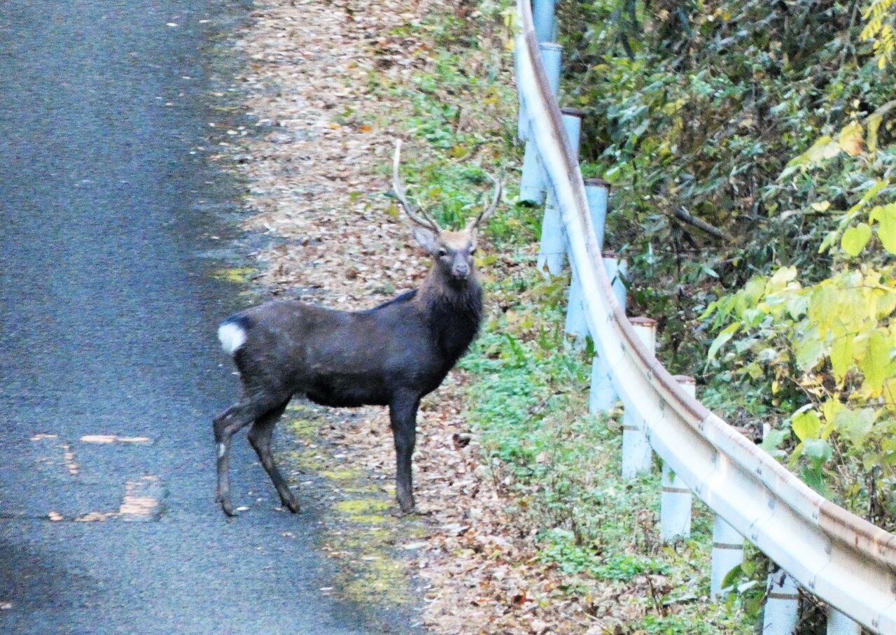 シカとカモシカ 土佐料理 旬の鰹がゆく