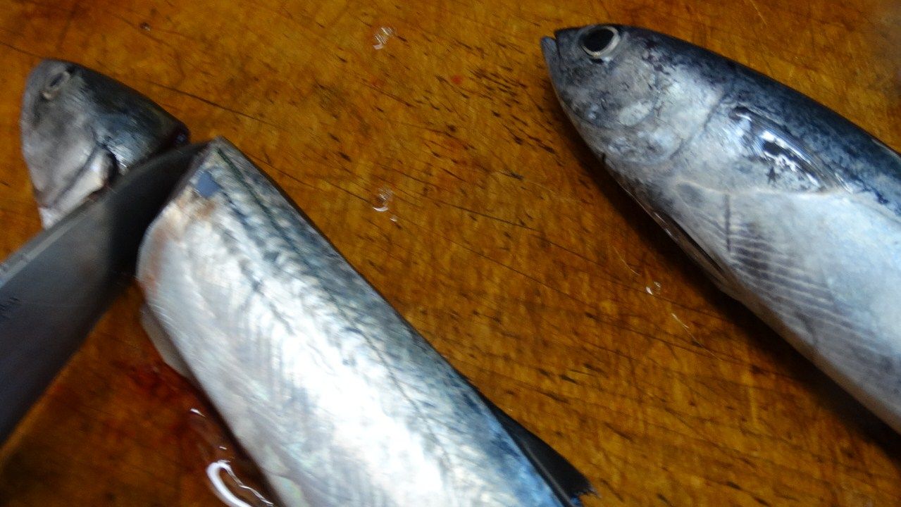 メジカの新子漁 土佐料理 旬の鰹がゆく