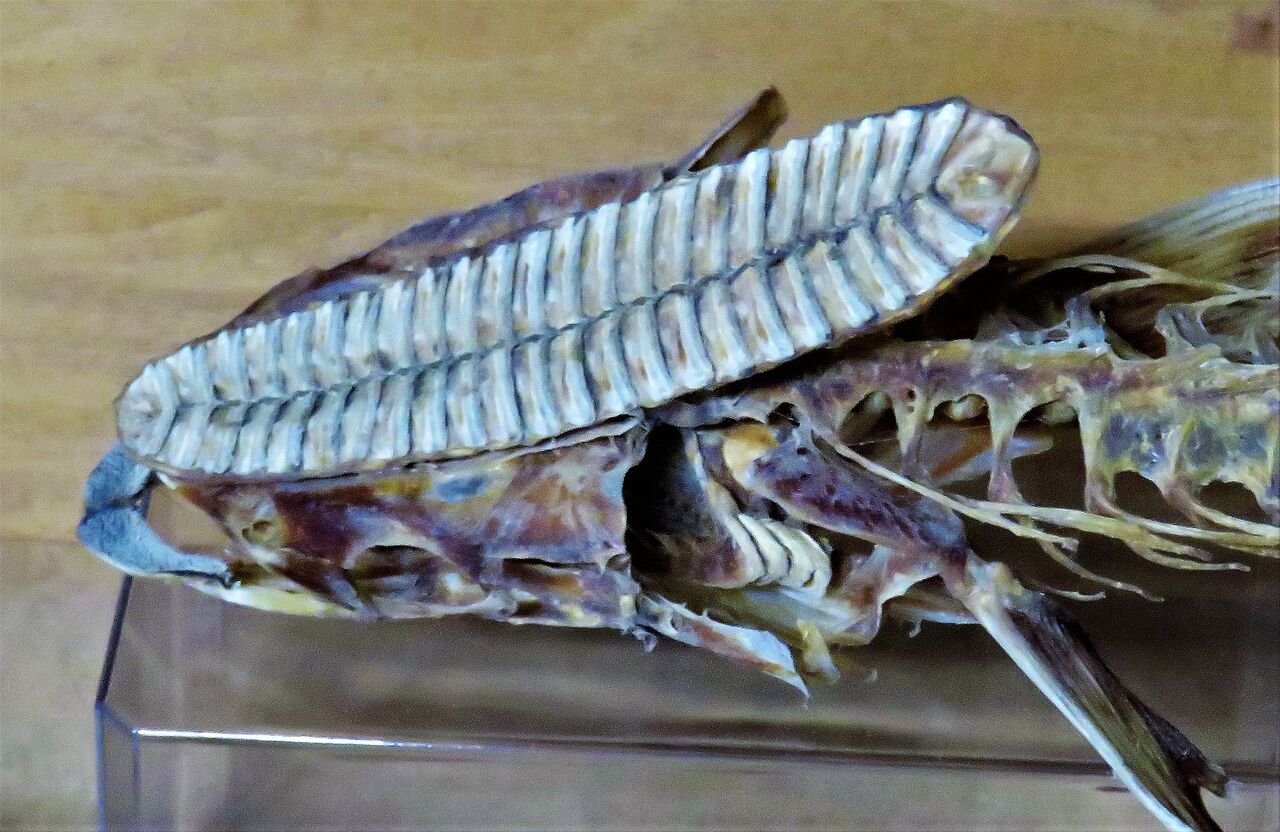 エイリアンの骨格標本 土佐料理 旬の鰹がゆく エイリアンの骨格標本 土佐料理 旬の鰹がゆく